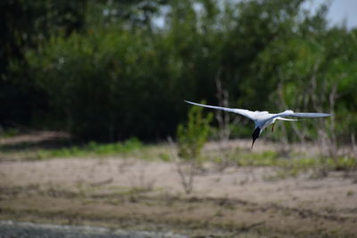 Bird flying over a field