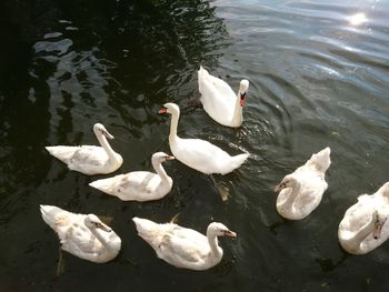 High angle view of swans swimming in lake