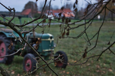 Close-up of bare tree in field