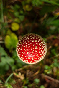 Close-up of fly agaric mushroom on field