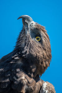 Close-up of a bird against clear blue sky