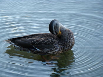 Birds in calm water