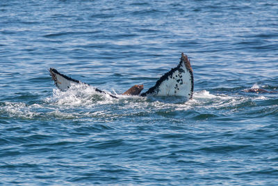 View of whale fluke in sea with sea lion
