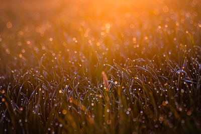 Close-up of dew drops on field