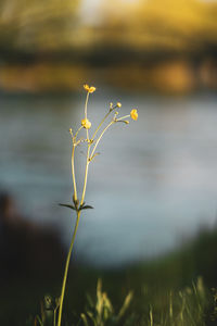 Close-up of yellow flowering plant on field