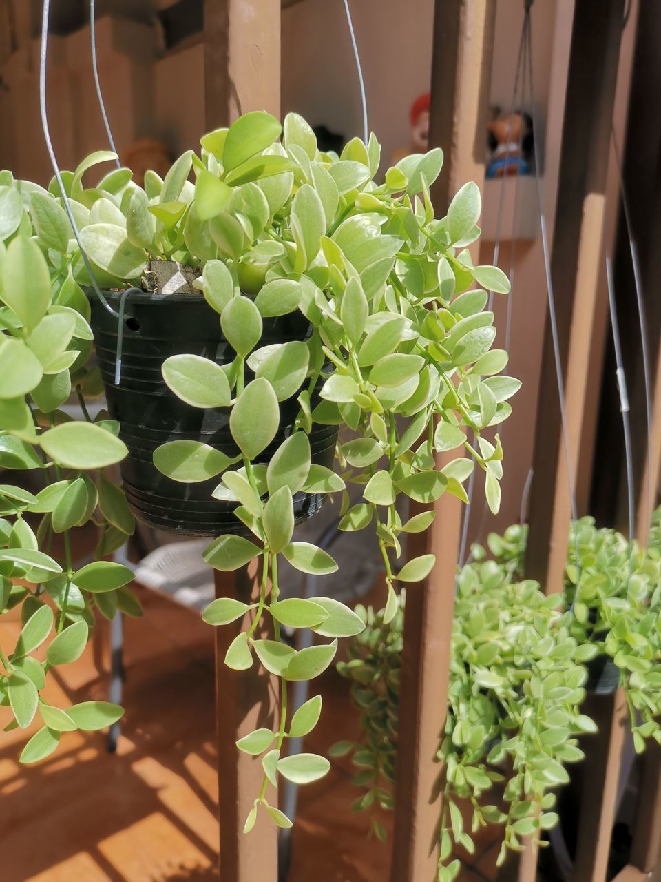 CLOSE-UP OF POTTED PLANT IN POT