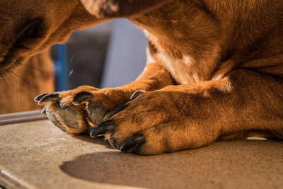 Close-up of a dog