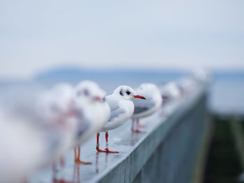 Seagull perching on railing against sea