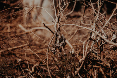 Close-up of dried plant on field