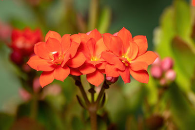 Close-up of red flowering plant