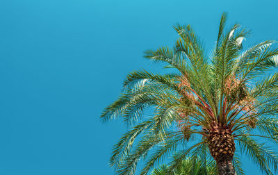 Low angle view of palm tree against clear blue sky