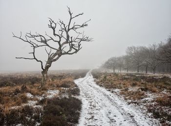 Bare trees on snow covered land against sky