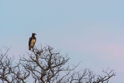 Low angle view of bird perching on bare tree against sky