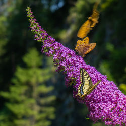 Close-up of butterfly pollinating on purple flower