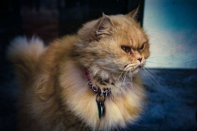 Close-up of a cat looking away at home