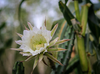 Close-up of white flowering plant