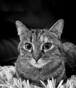 Close-up portrait of a cat
