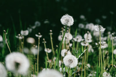 Close-up of dandelion seeds growing on field