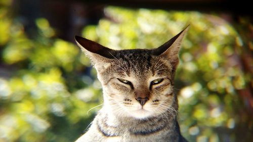 Close-up portrait of cat