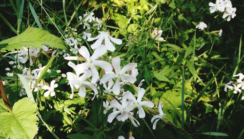 Close-up of white flowering plant