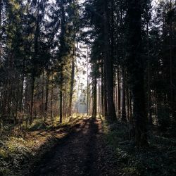 Trees growing in forest