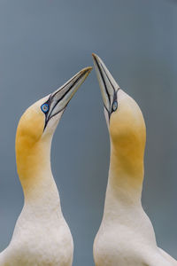 Close-up of gannets