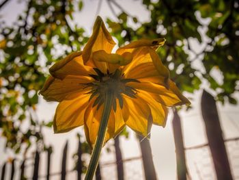 Close-up of yellow flower