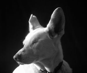 Close-up of dog with eyes closed against black background