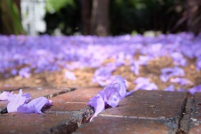 Close-up of purple crocus flowers