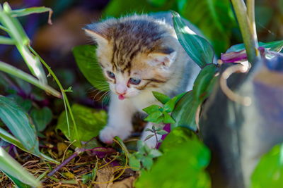 Portrait of cat on plant