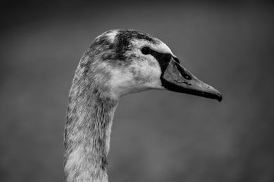 Close-up of swan