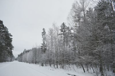 Snow covered trees against sky