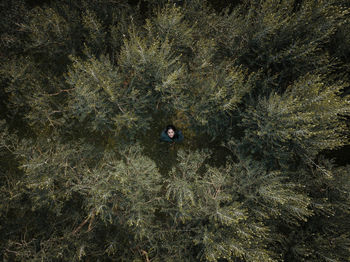 Directly above of woman in forest