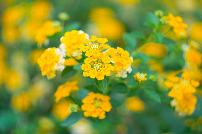 Close-up of yellow flowering plant on field