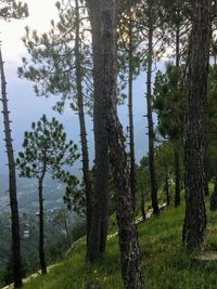 Trees in forest against sky