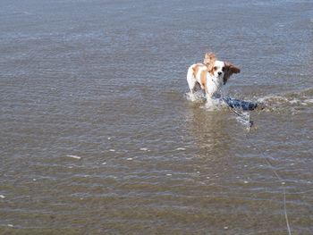 Dog running in a water