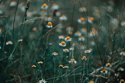 Close-up of flowering plants on field