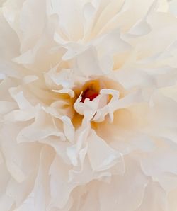 Full frame shot of white rose flower