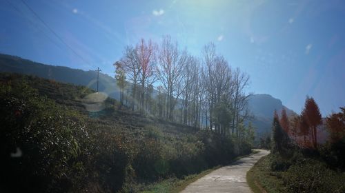 Road amidst plants and trees against sky