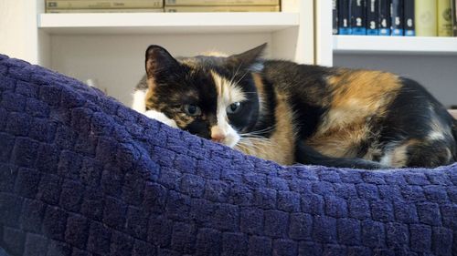 pet