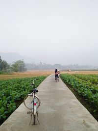 Morning cycling with rice field view