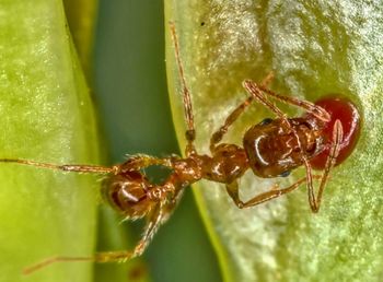 Close-up of spider