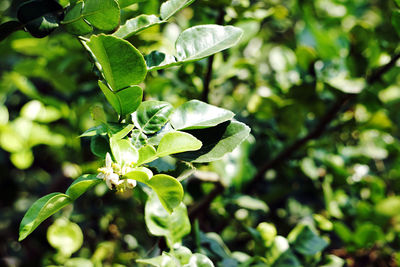 Close-up of flowering plant