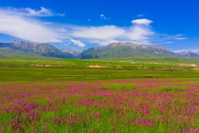 Scenic view of grassy field against cloudy sky