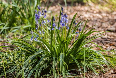plant