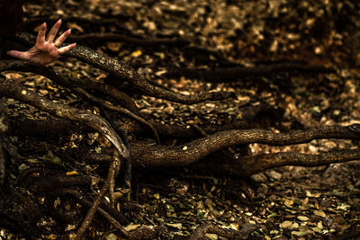 Close-up of lizard on a land