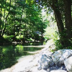 River amidst trees in forest