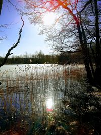 Scenic view of lake in forest against sky