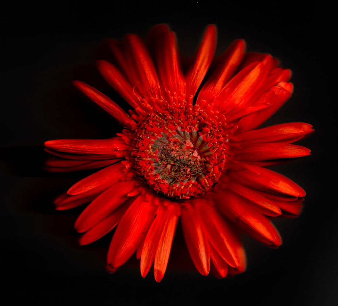 CLOSE-UP OF RED DAISY