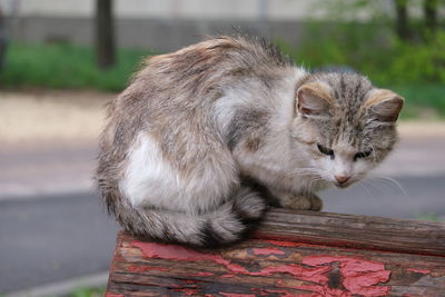 Close-up of a cat looking away